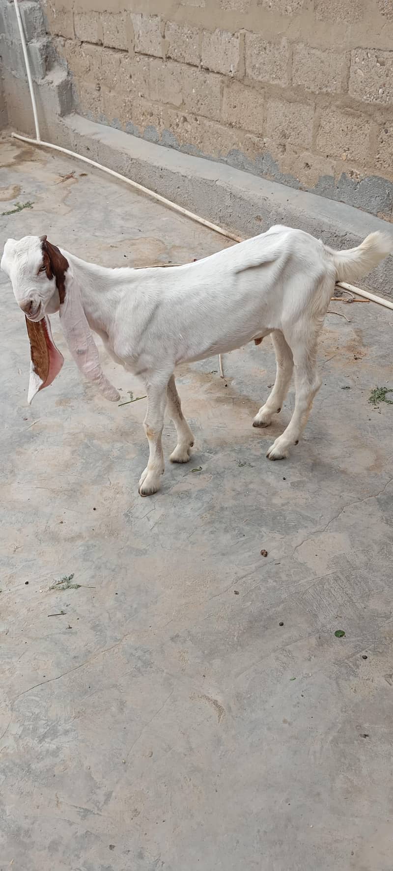 Bakra 3