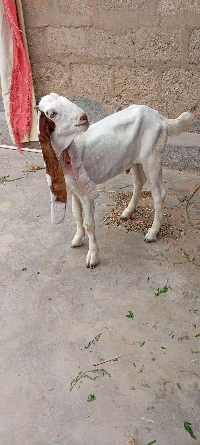 Bakra 4