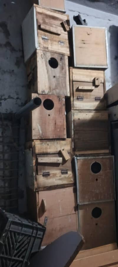 kicker box for bird