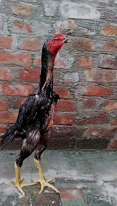 Black oh shamo pair