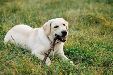 labrador  female