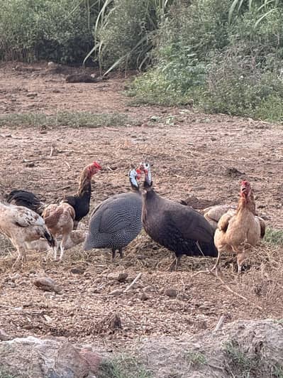 Male guinea fowl chakoor tetri