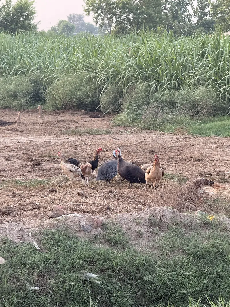 Male guinea fowl chakoor tetri — photo 2