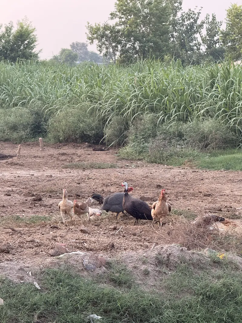 Male guinea fowl chakoor tetri — photo 3
