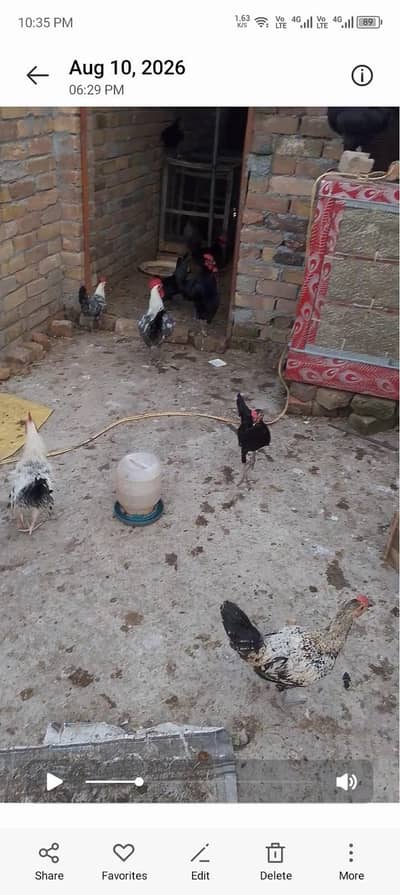 golden misri Egyptian Fayoumi Austrolarp hen