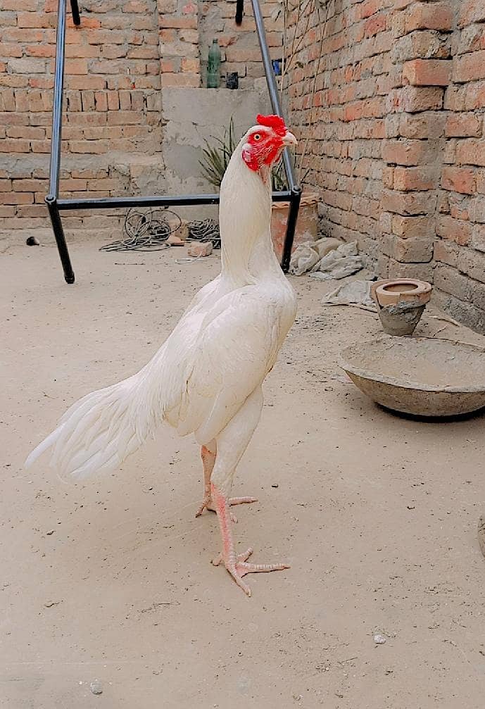 Here murga  1