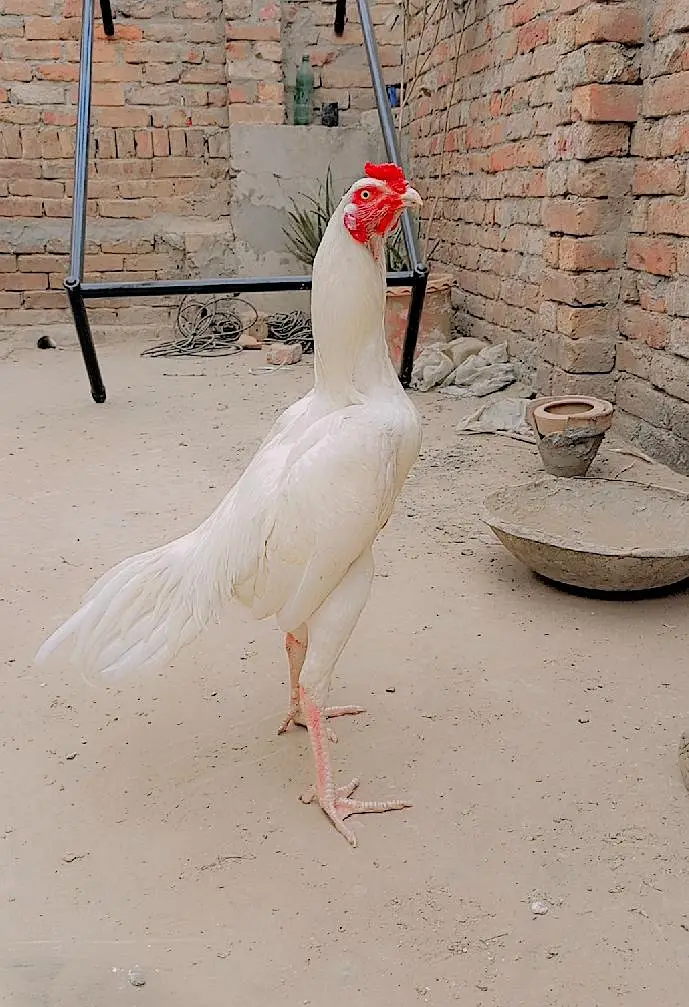 Here murga  — photo 2