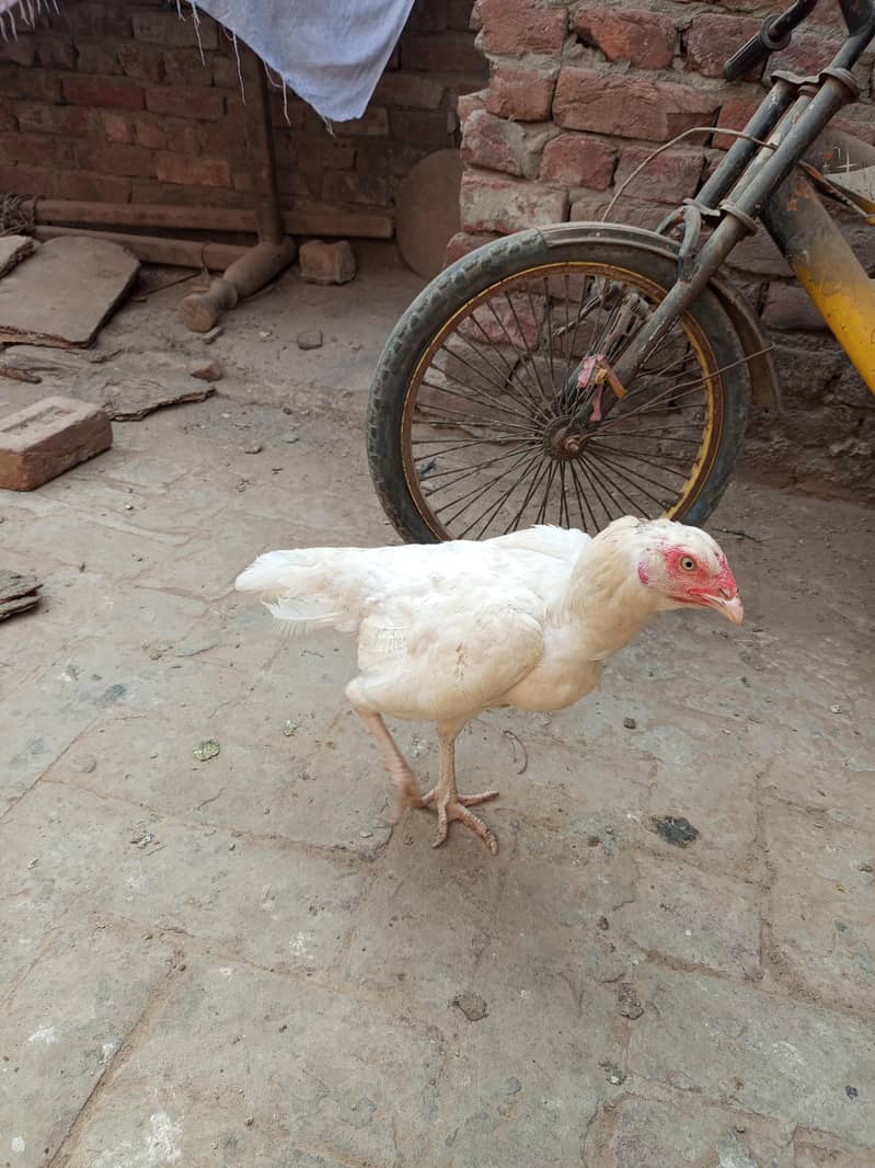Here murga  2