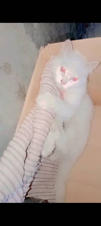 2 cort persian catt  potty train