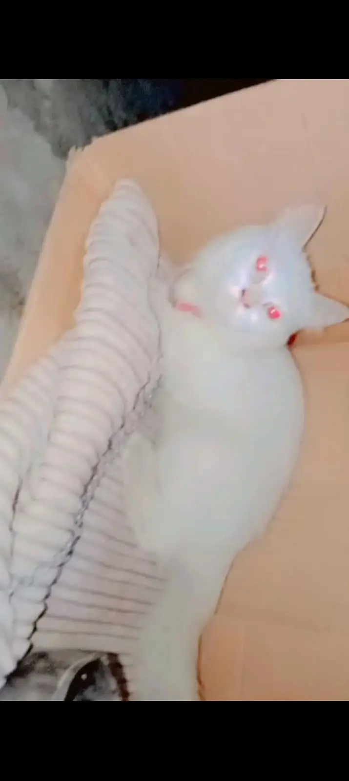 2 cort persian catt  potty train — photo 2
