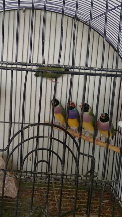 GOULDIAN finches