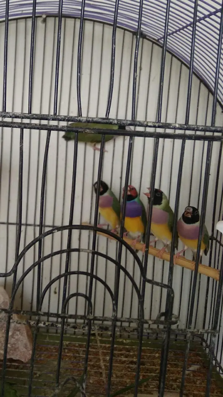 GOULDIAN finches