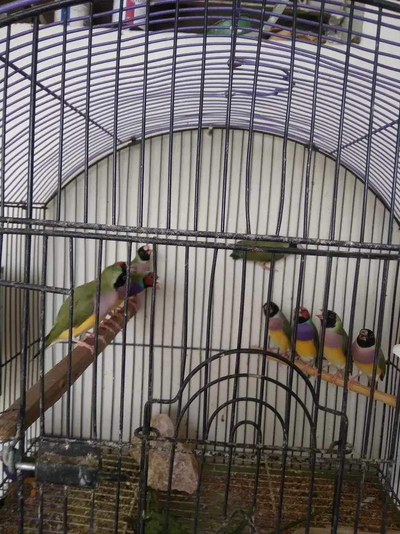 GOULDIAN finches — photo 2