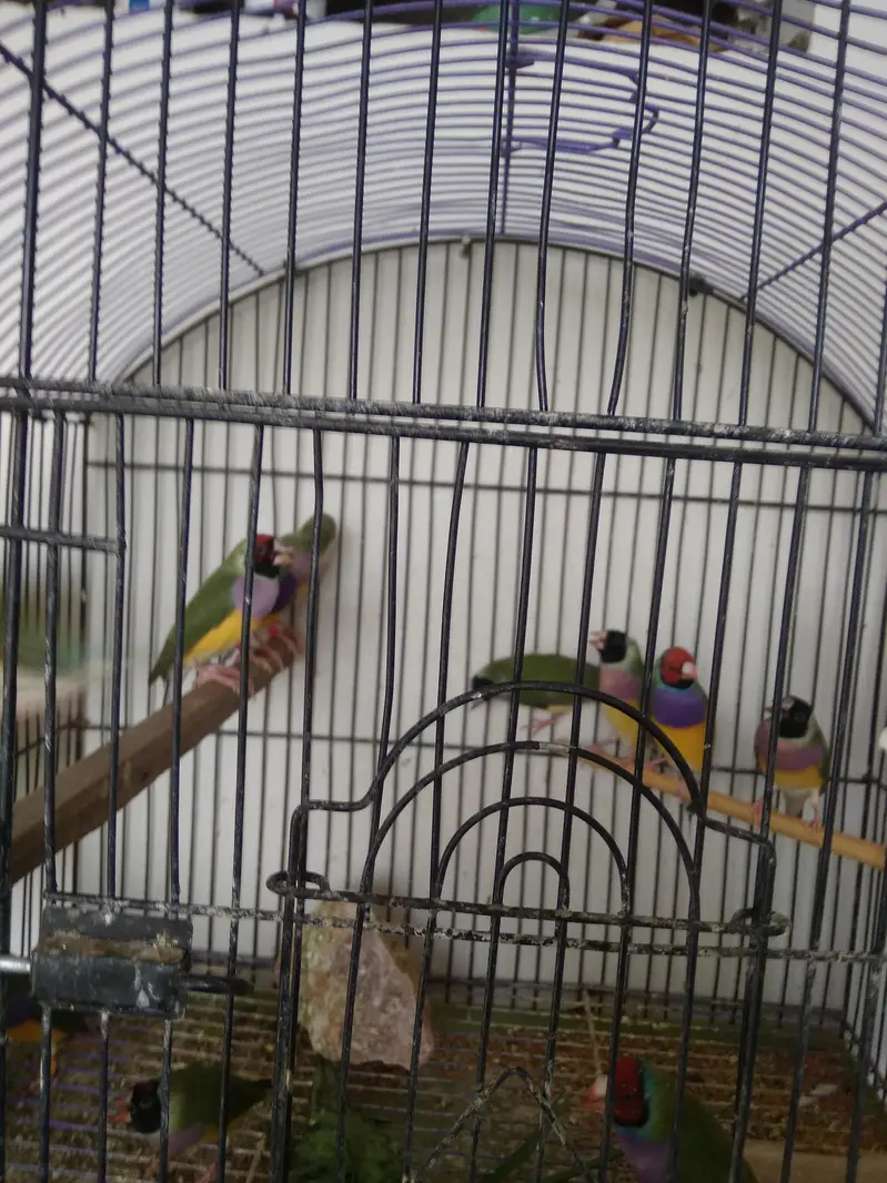 GOULDIAN finches — photo 3