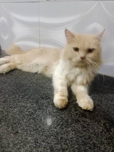ghar ke pali ha -Persian cat  for sale
