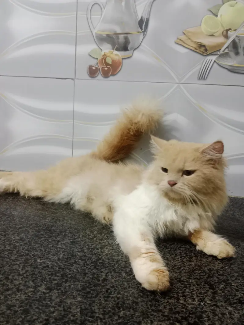 ghar ke pali ha -Persian cat  for sale — photo 2