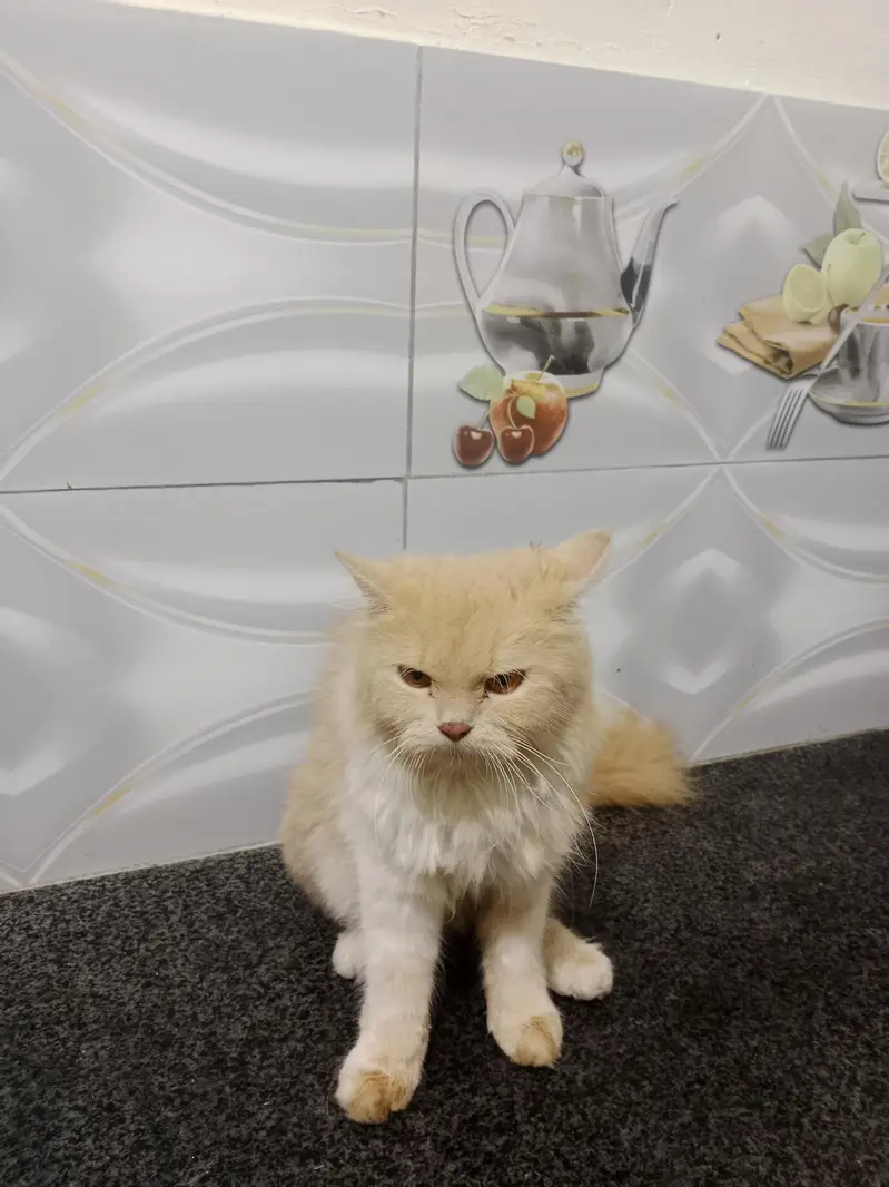 ghar ke pali ha -Persian cat  for sale — photo 3