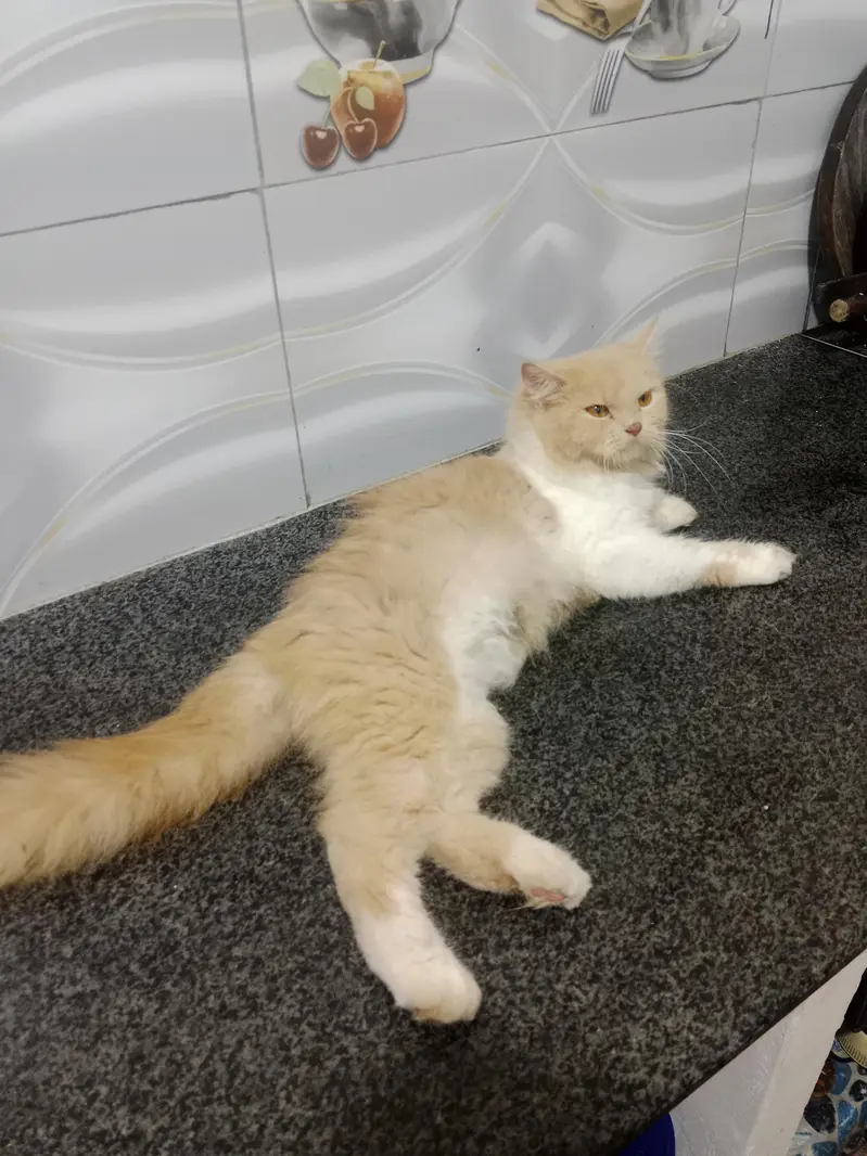 ghar ke pali ha -Persian cat  for sale — photo 4