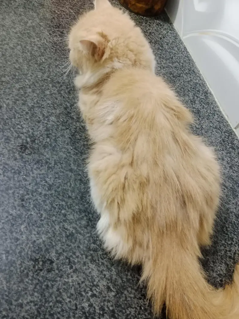 ghar ke pali ha -Persian cat  for sale — photo 5