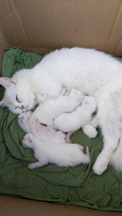 triple coat persion kitten 4