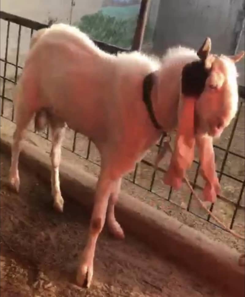 Goat setup for sell 4
