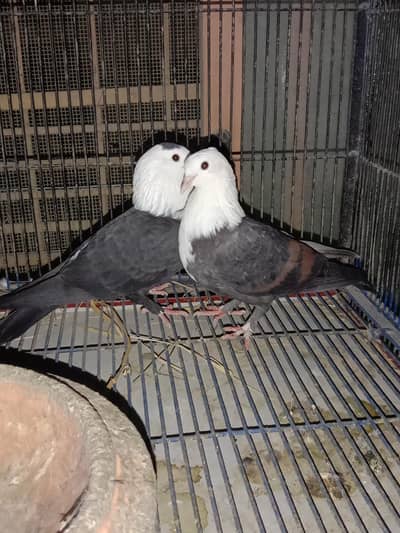 pair for cell