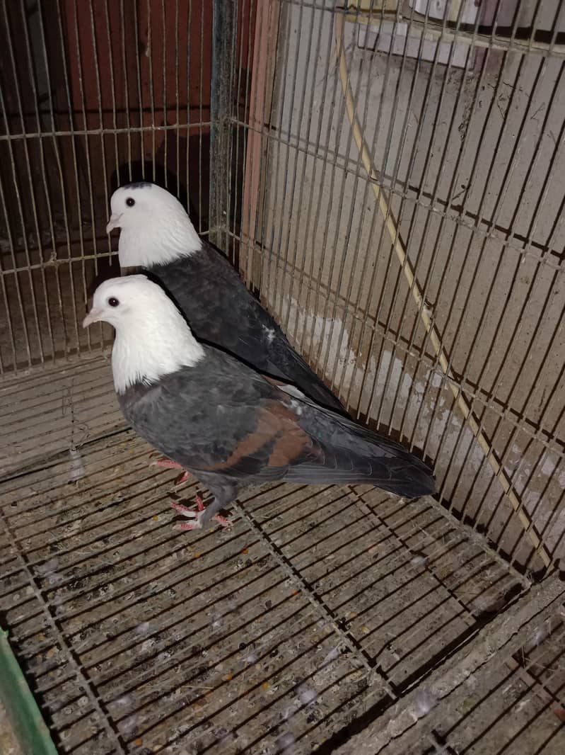 pair for cell 1