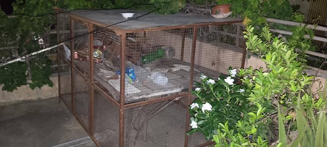 beautiful chicken cage