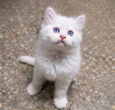 Persian Kittens