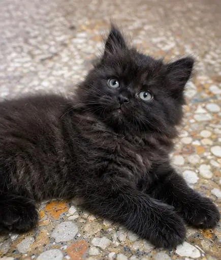 Persian Kittens — photo 2