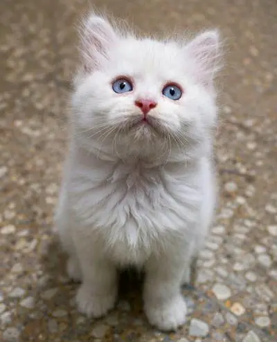 Persian Kittens — photo 4