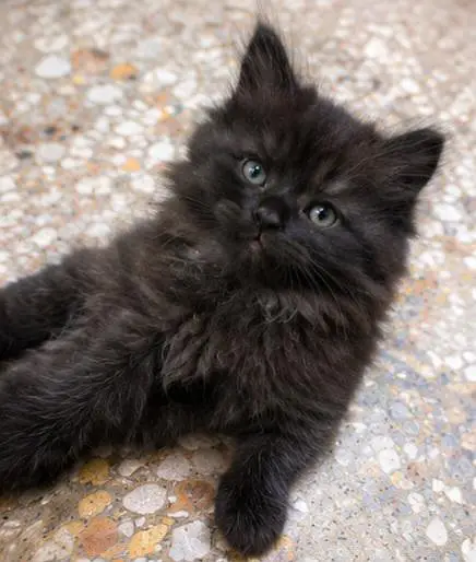 Persian Kittens — photo 5