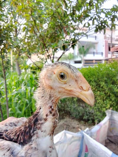 Shamo, lasani, cheena, Shurka Chicks for sale.