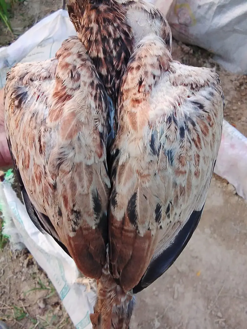 Shamo, lasani, cheena, Shurka Chicks for sale. — photo 2