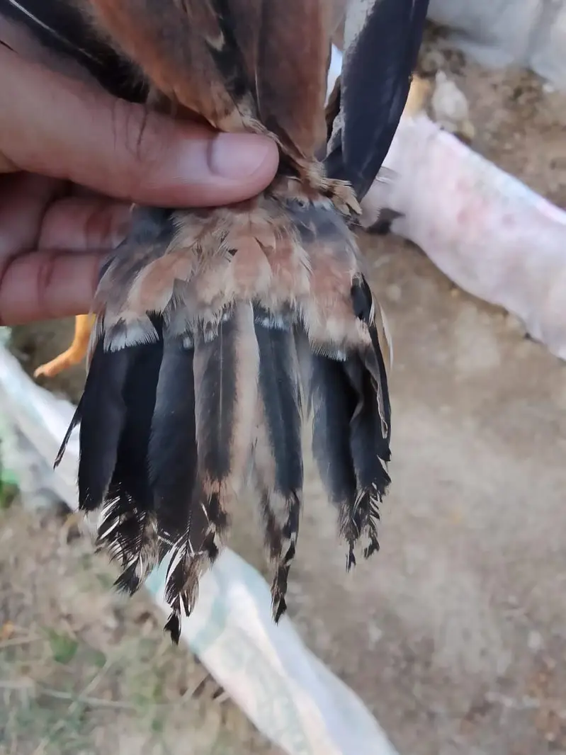 Shamo, lasani, cheena, Shurka Chicks for sale. — photo 3