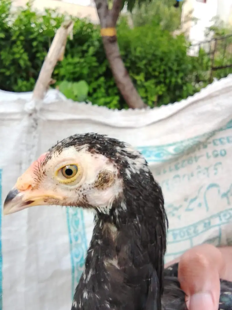 Shamo, lasani, cheena, Shurka Chicks for sale. — photo 4