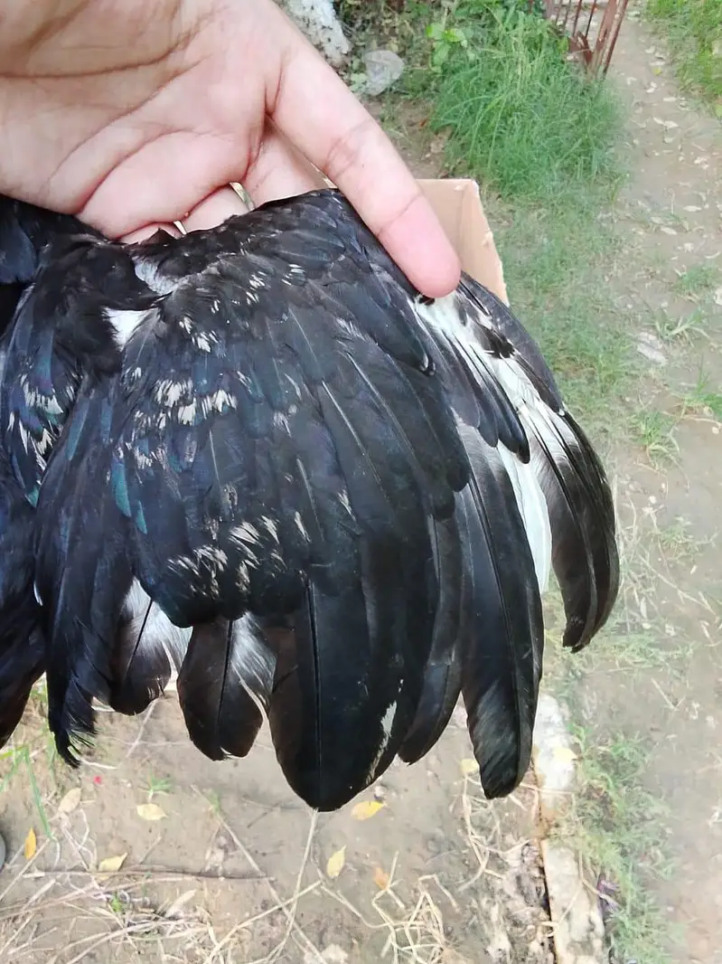 Shamo, lasani, cheena, Shurka Chicks for sale. — photo 5