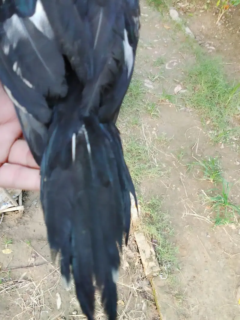 Shamo, lasani, cheena, Shurka Chicks for sale. — photo 6