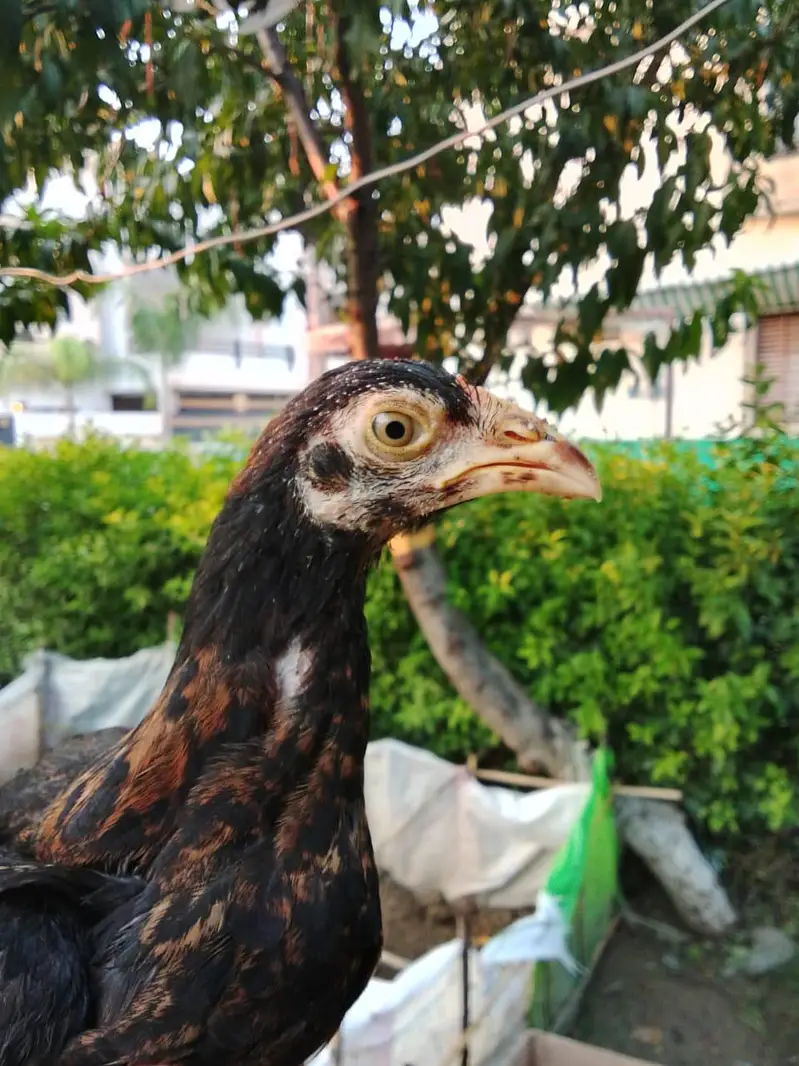 Shamo, lasani, cheena, Shurka Chicks for sale. — photo 7