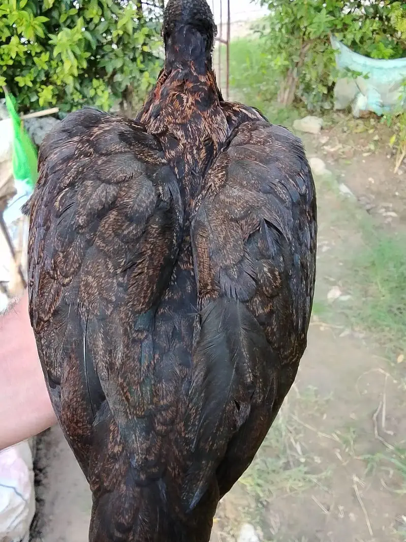 Shamo, lasani, cheena, Shurka Chicks for sale. — photo 8
