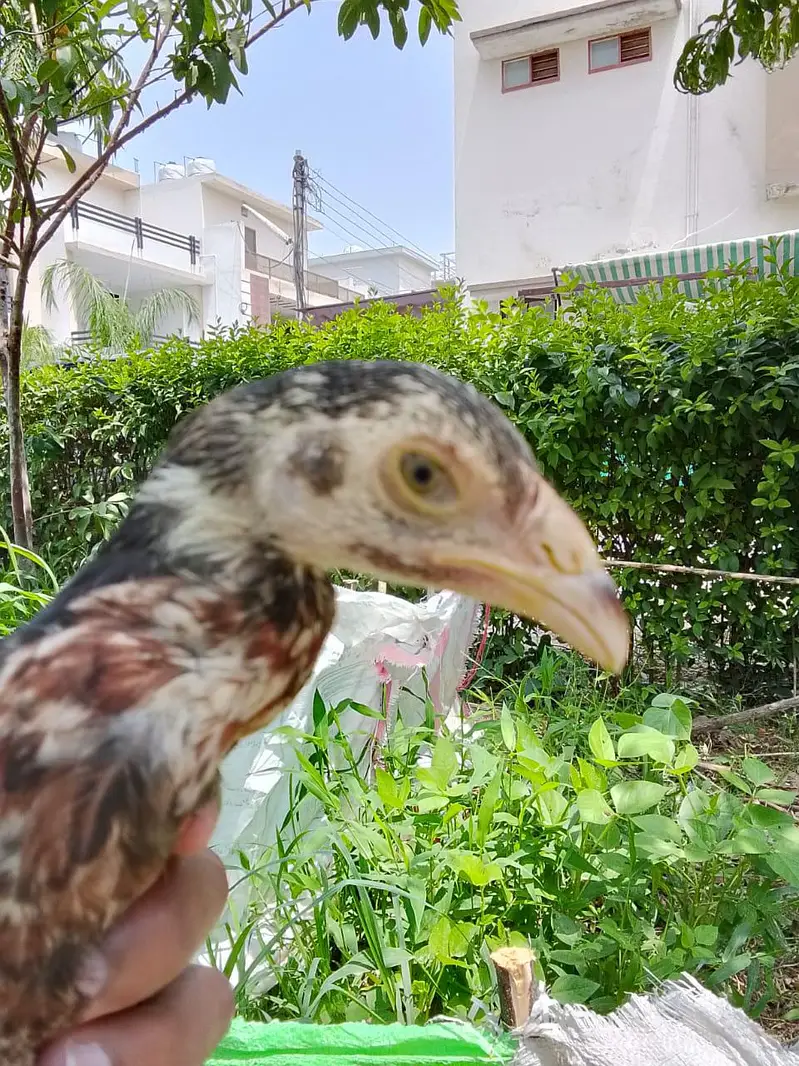Shamo, lasani, cheena, Shurka Chicks for sale. — photo 9