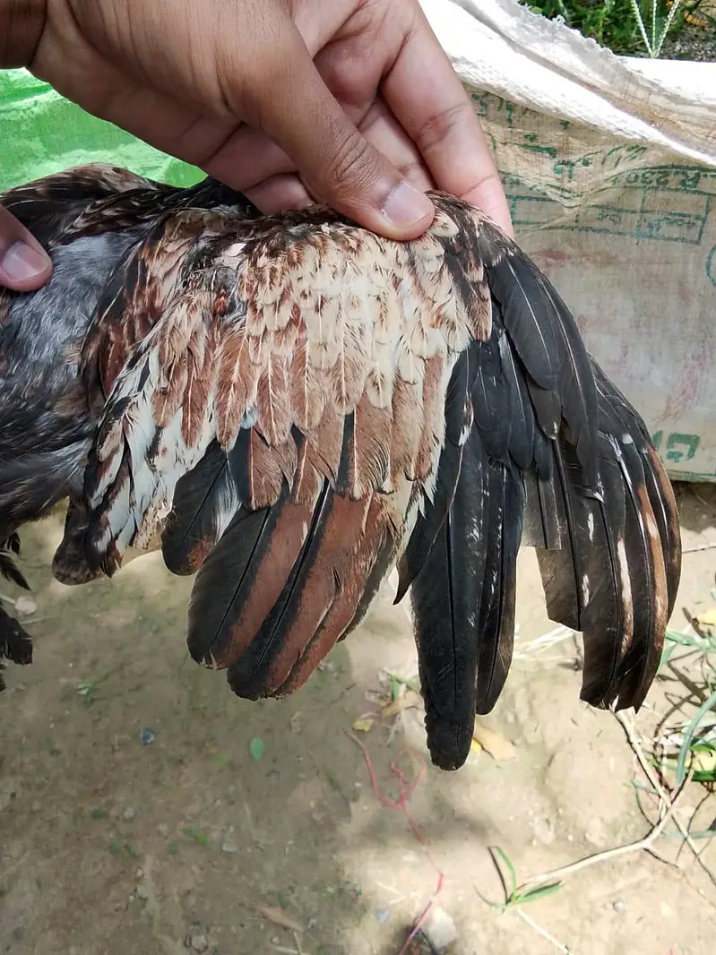 Shamo, lasani, cheena, Shurka Chicks for sale. — photo 10
