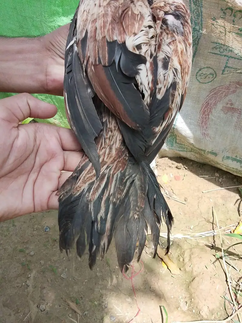 Shamo, lasani, cheena, Shurka Chicks for sale. — photo 11