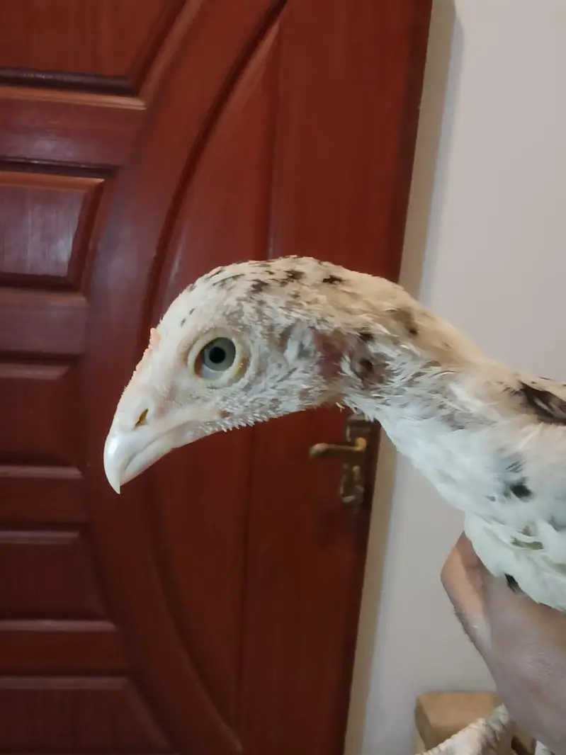 Shamo, lasani, cheena, Shurka Chicks for sale. — photo 12