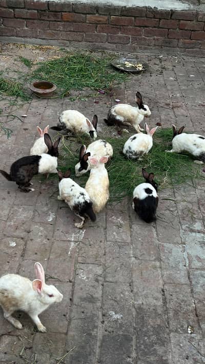 rabbits 5 male hai orr 6 female hai