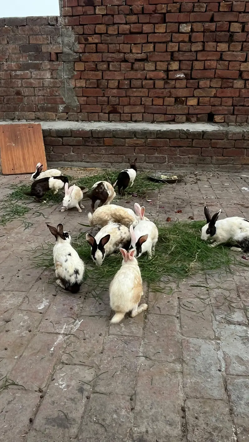 rabbits 5 male hai orr 6 female hai — photo 2