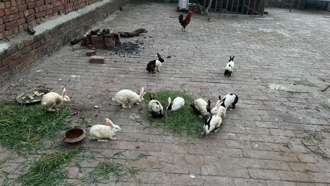 rabbits 5 male hai orr 6 female hai — photo 3