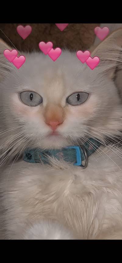 Cat for sale with liter try and shampo