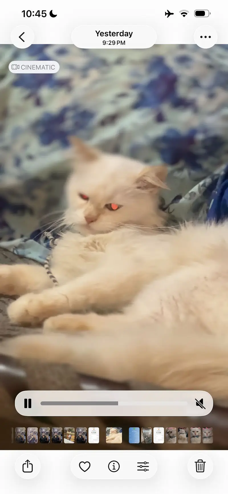 Cat for sale with liter try and shampo — photo 2
