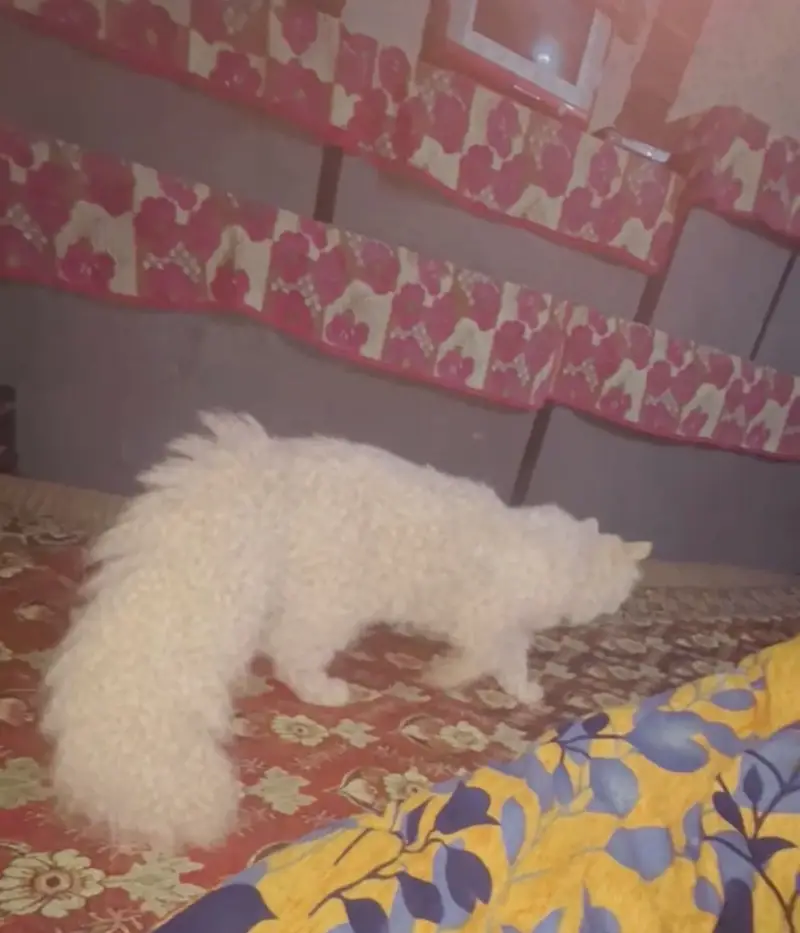 Cat for sale with liter try and shampo — photo 4